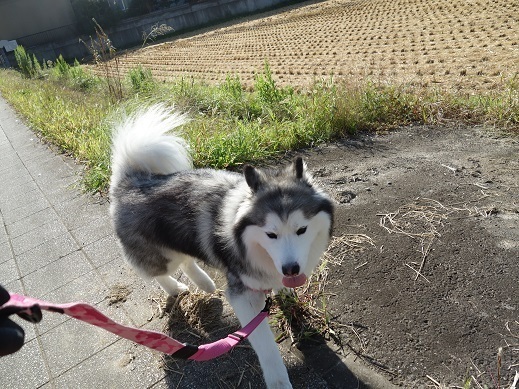 2017-09-26-3.jpg