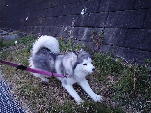 2019-03-28-1.jpg