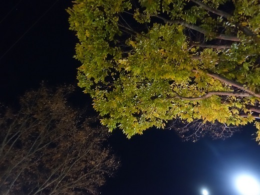 2021-11-12-1.jpg